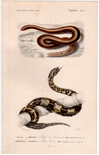 Sand Boa Boa Constrictor